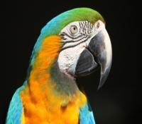 Blue Yellow Macaw Parrot at Jungle Park